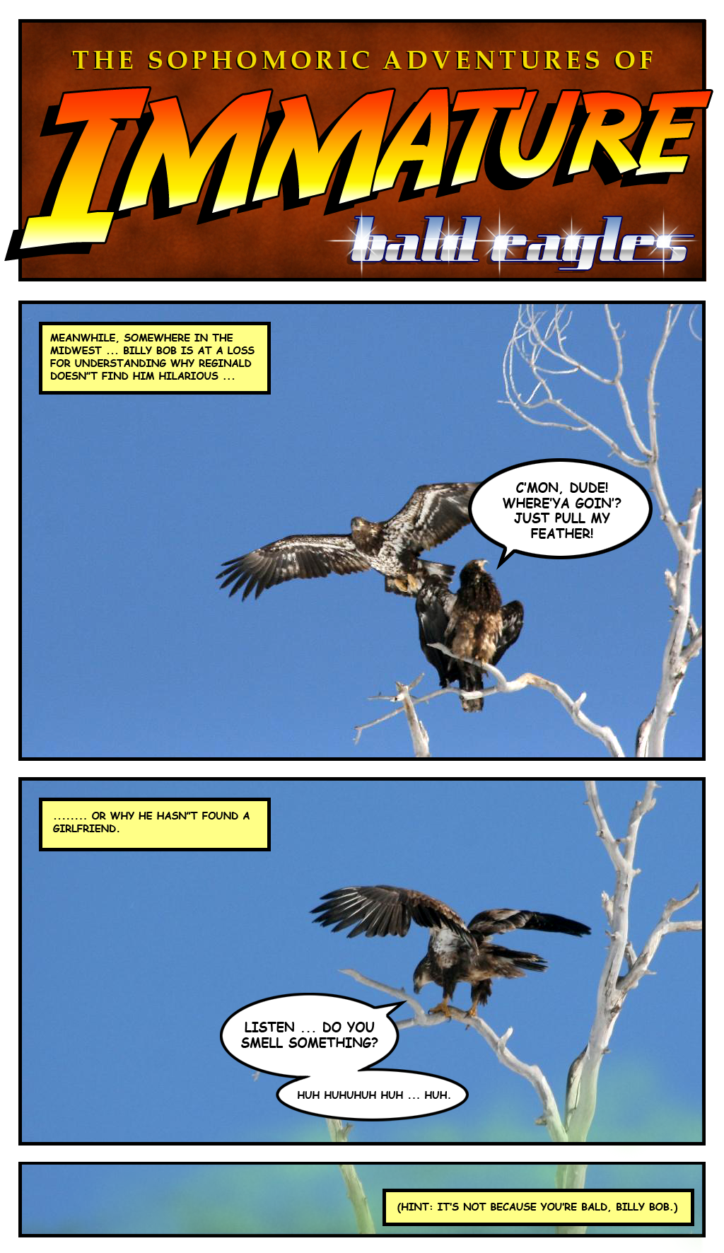 Immature Bald Eagles
