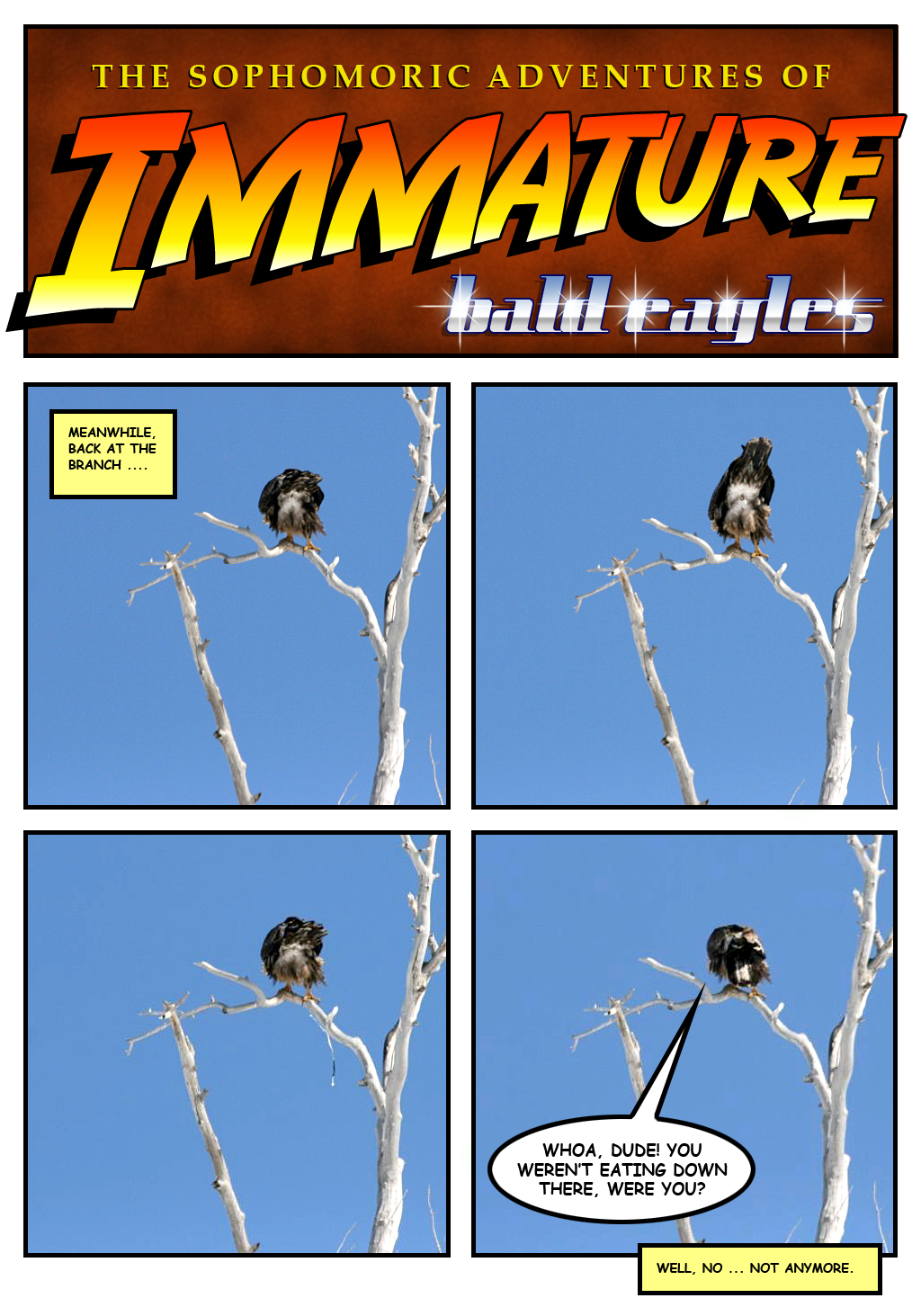 Immature Bald Eagles